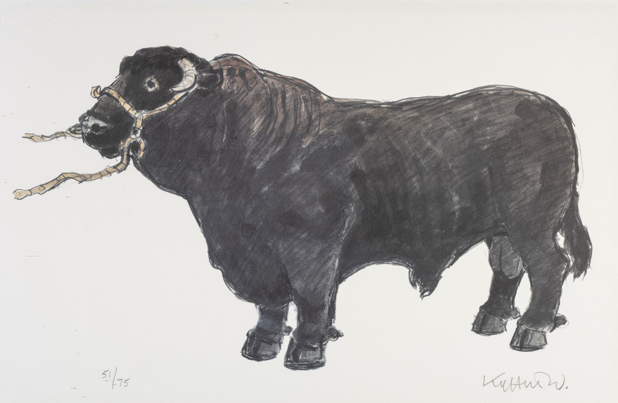 Welsh Black Bull