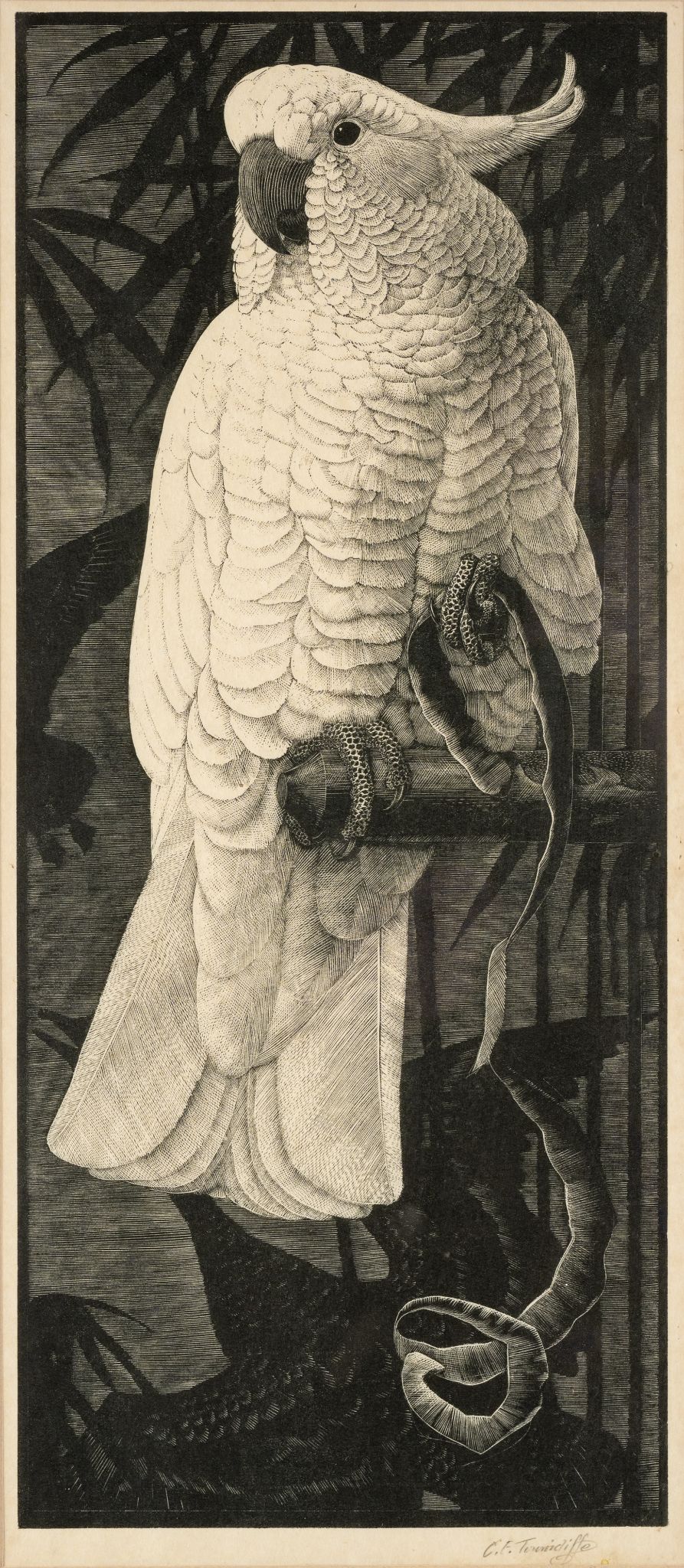 Cockatoo