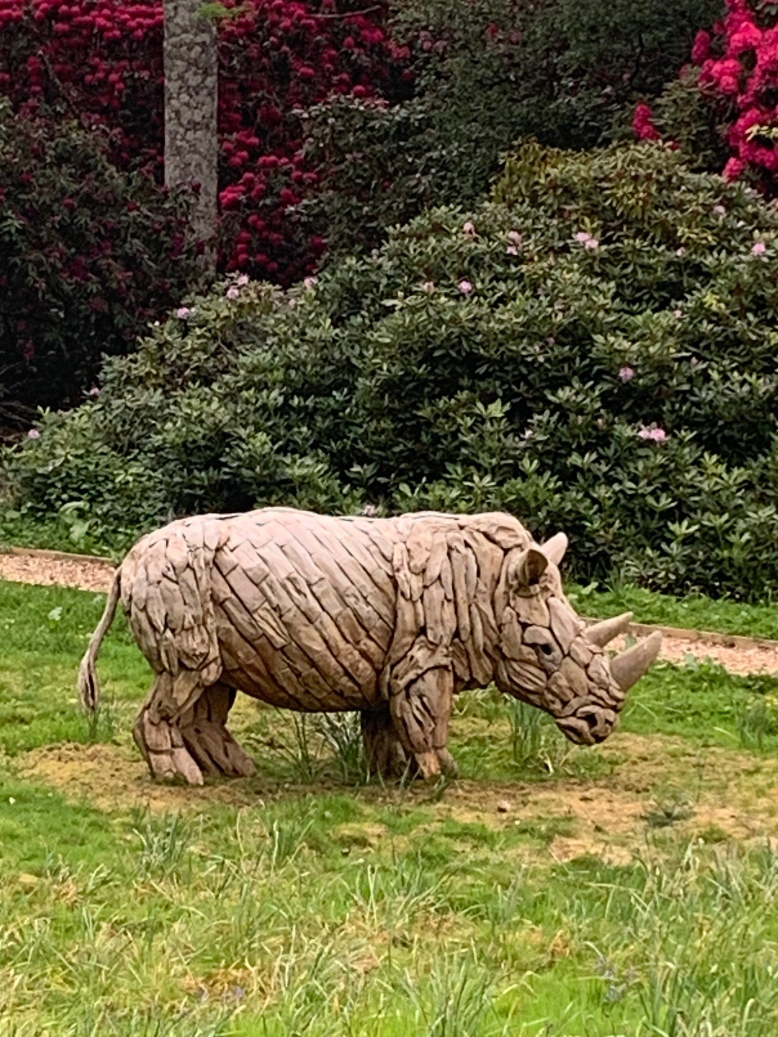 Rhino Drift Wood