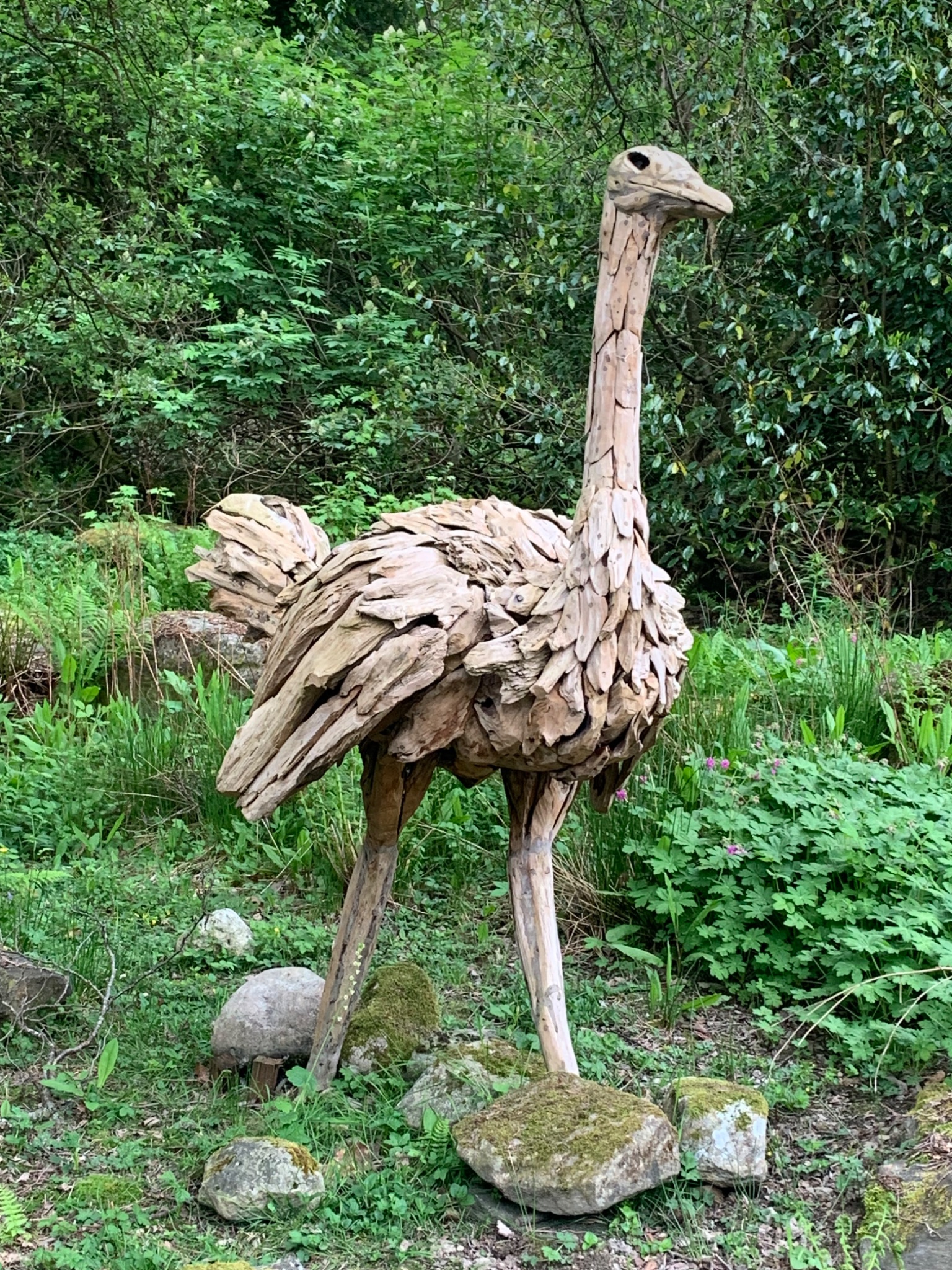 Driftwood Ostrich