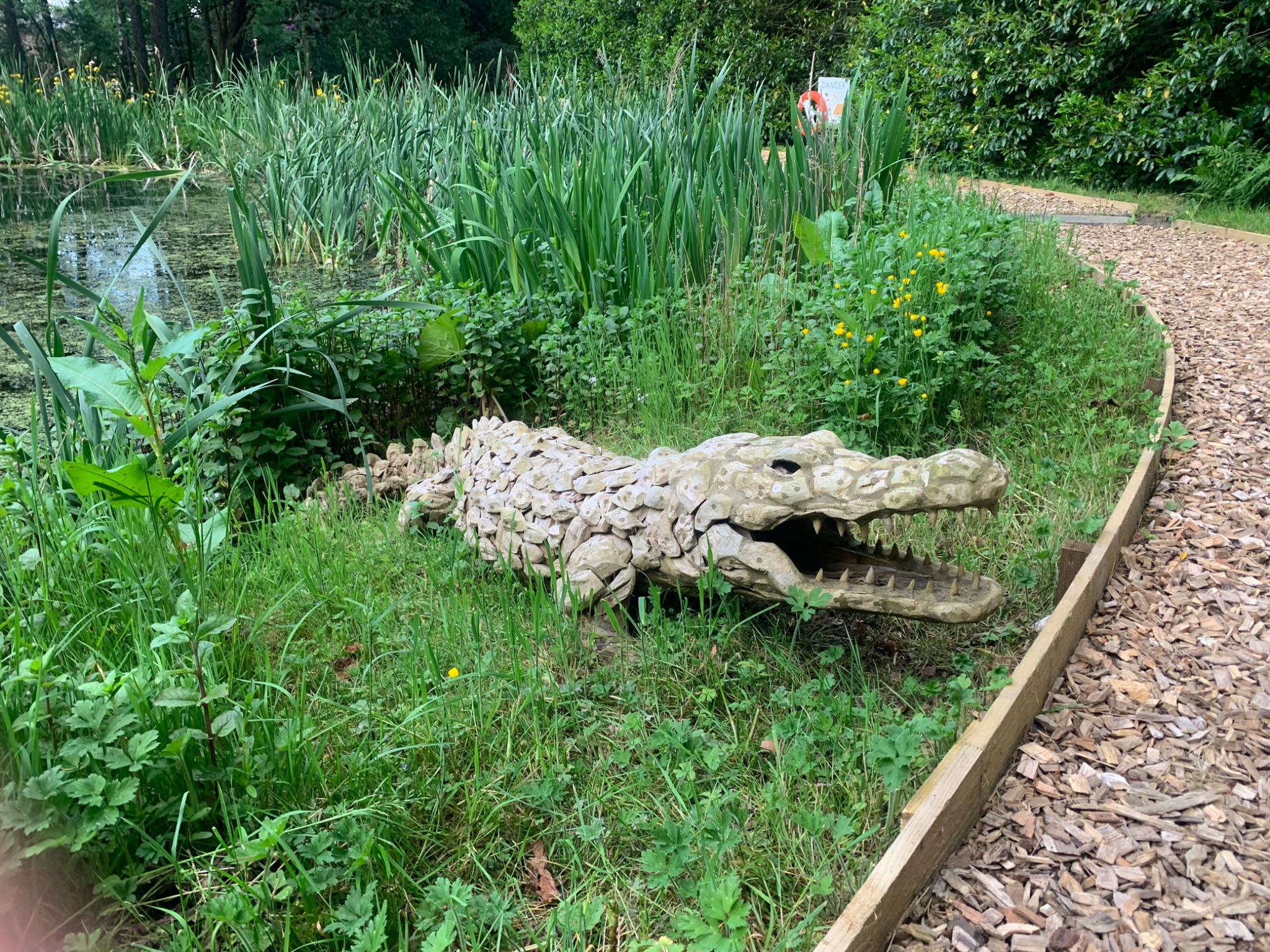 Drift wood Crocodile